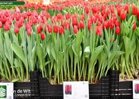 Tulipa Red Light ® (1)